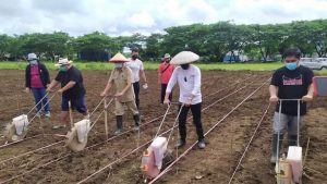 Joune Ganda Hadiri Tanam Perdana Jagung Hybrida di Kolongan