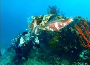 Indahnya Menyelam Laut Pulisan, Bupati Joune Ganda: Minut Memiliki Surga di Bawah Laut