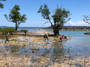PT BMW Tanam Ribuan Bibit Bakau  di Pantai Paputungan Area Hotel
