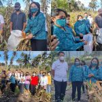 Kunjungi Kebun PKK di Pinangunian, Ellen Honandar-Sondakh Ikut Panen Jagung