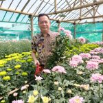 Carrol Senduk Dorong Pengembangan Budidaya Bunga Krisan Di Tomohon
