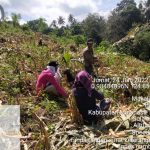 Dukung Ketahanan Pangan, Desa Minanga Dua Panen Perdana Jagung