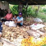 Desa Tombatu Tiga Timur, Sukses Wujudkan Program Ketahanan Pangan