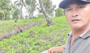 Sukseskan Program Ketahanan Pangan, Pemdes Tambelang Tanam Jagung