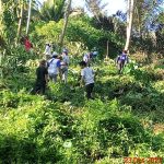 Terpesona Budidaya Talas, Hukum Tua Desa Suhuyon Ajak Masyarakatnya Menanam Talas