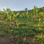 Pemerintah Minut Menerima Tanda Kehormatan Tertinggi Bidang Pertanian di Tahun 2023, Sementara Dua Tahun Petani Pisang Produktivitasnya Menurun