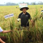 Wali Kota Asripan Nani Hadiri Panen Padi Sawah Sekaligus Serahkan Bantuan Alat Pertanian