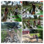 Perkuat Ketahanan Pangan, Pemdes Tababo Lakukan Penanaman Cabe