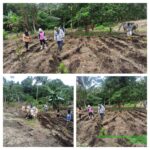 Dukung Katahanan Pangan Nasional, Pemerintah  Desa Tababo Siapkan Lahan Untuk Tanam Jagung 
