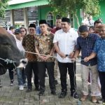 Hengky-Randito Bawa Sapi Seberat Hampir Satu Ton dari Presiden Bagi Umat Muslim di Bitung