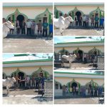 Wakili Pemerintah Kabupaten Minahasa Tenggara Camat Posumaen Serahkan Hewan Kurban Di Masjid Al Isirah Desa Minanga Tiga 