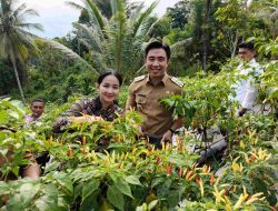 Bupati Sangihe Dorong Ketahanan Pangan, Ajak Tiap Kampung Jadi Sentra Cabai Mandiri