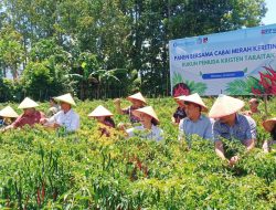 Bupati, Wabup dan Ketua TP-PKK Minahasa, Hadiri Kegiatan Panen Cabai dan Peletakan Batu Gedung RPKT