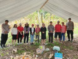 Polsek Sonder Berkolaborasi dengan Pemerintah Desa Kauneran Gelar Panen Jagung Perdana