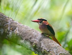 Data Terbaru 2026: Indonesia Miliki 1.834 Spesies Burung, Sulawesi Tertinggi untuk Endemis