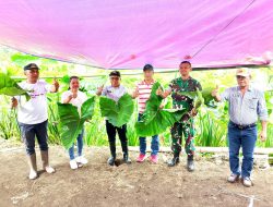 Camat Ratahan Lakukan Panen Perdana Talas Beneng Produksi Unggulan milik Koperasi Merah Putih Desa Rasi Kecamatan Ratahan