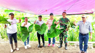 Camat Ratahan Lakukan Panen Perdana Talas Beneng Produksi Unggulan milik Koperasi Merah Putih Desa Rasi Kecamatan Ratahan
