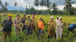 Pemkab Minut Genjot Ketahanan Pangan Melalui Panen Raya Padi Sawah Tatelu Rondor