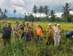 Pemkab Minut Genjot Ketahanan Pangan Melalui Panen Raya Padi Sawah Tatelu Rondor